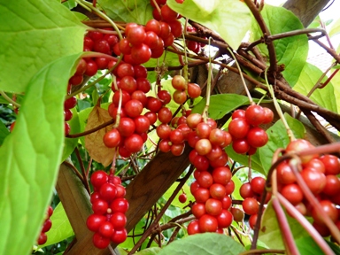 schizandra čínská, klanopraška, plody - Pleva