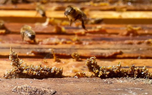 Propolis surový - Pleva